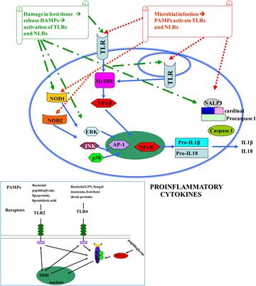 Genetic Variability as a Regulator of TLR4 and NOD Signaling in Response to Bacterial Driven DNA Damage Response (DDR) and Inflammation: Focus on the Gastrointestinal (GI) Tract